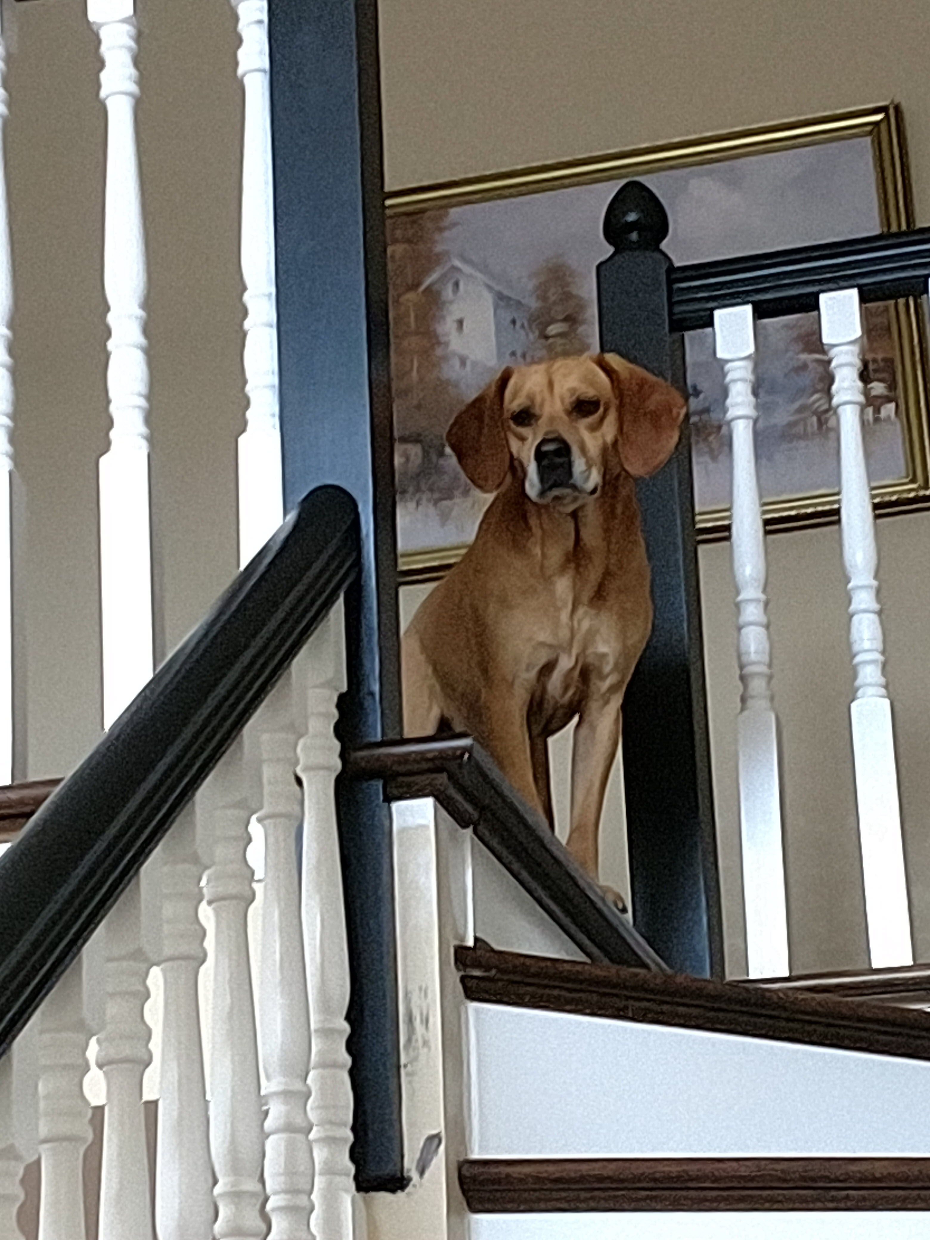 Carmello on Staircase_Bellevue