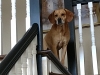 Carmello on Staircase_Bellevue