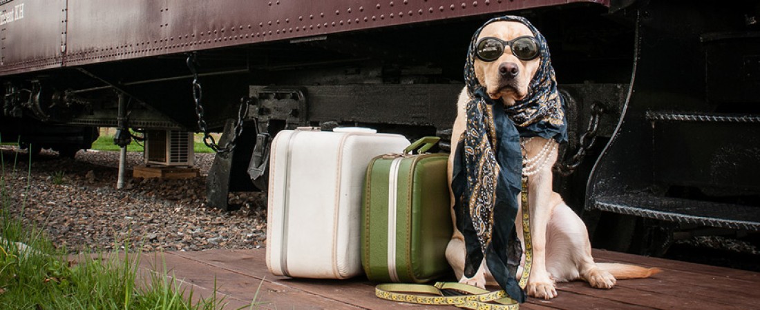 dog wearing sunglasses and jewelry