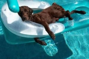 Dog in pool