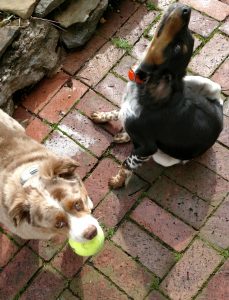 Gleeful Beckett with Jack and Ball