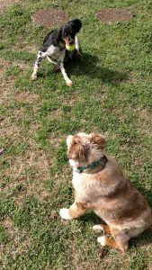 Jack looking at Beckett with ball2