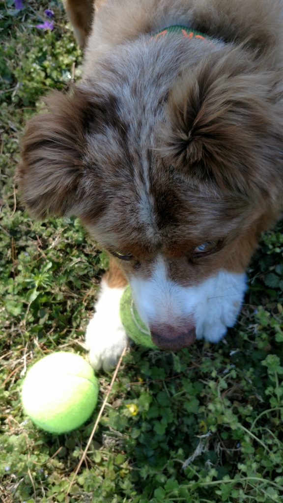 Jack with two Balls Kisses Happen Pet Sitting Nashville TN