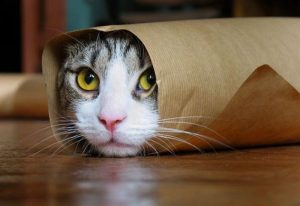 skittish grey cat