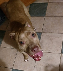 Happy pit bull dog