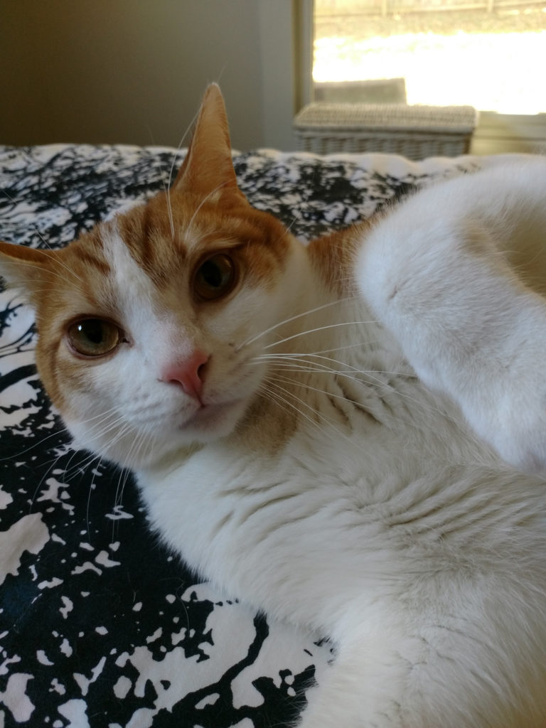 Pete_12 South Kisses Happen Pet Sitting Nashville TN