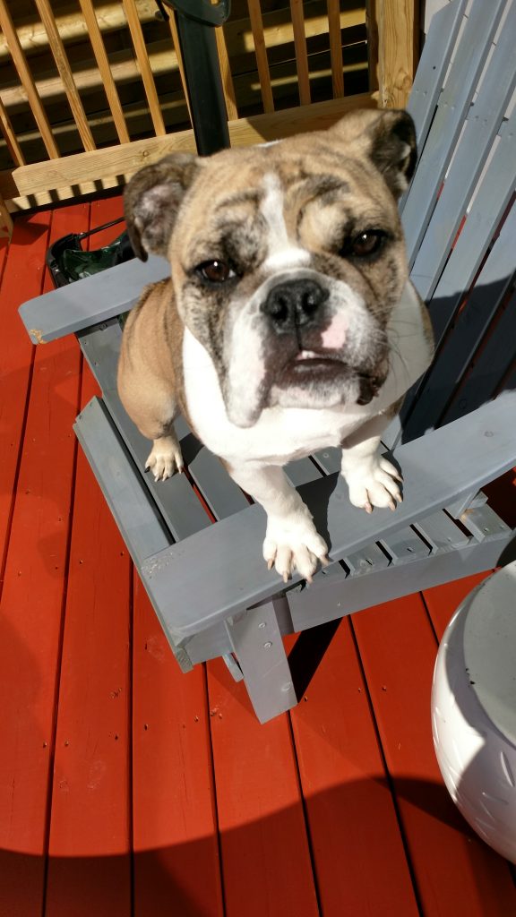 Chewie Update Kisses Happen Pet Sitting Nashville TN